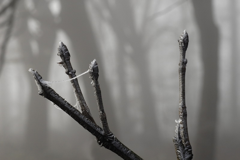 Baum_DDD6041_Bildgröße ändern.jpg - Erster Frost